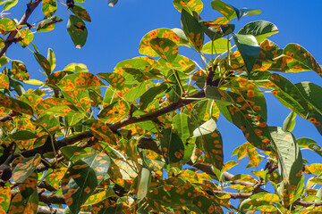 Pear rust infection on leaves &mdash; vivid orange fungal spots caused by Gymnosporangium sabinae, common in European gardens. Macro and tree-level detail