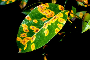 Pear rust infection on leaves — vivid orange fungal spots caused by Gymnosporangium sabinae,...