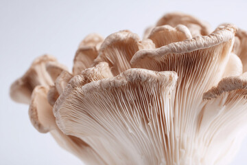 Edible mushroom isolated on white background.