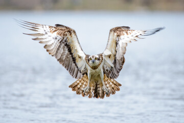 osprey in flight