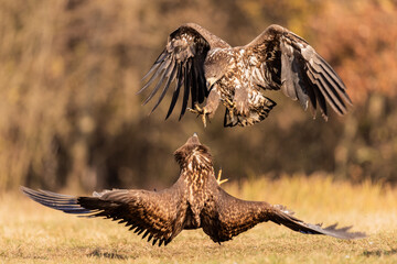 eagle in flight