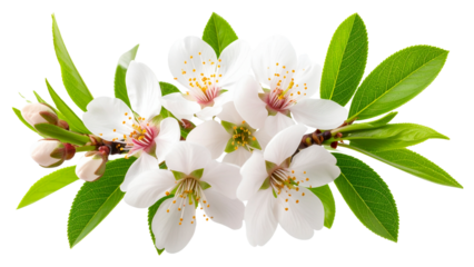 White viburnum blossoming, dense flowering branches spreading, transparent backdrop showcasing delicate botanical details for design projects