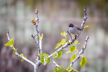 Curruca melanocephala on branch