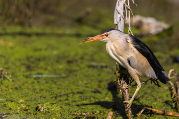 great blue heron ardea cinerea