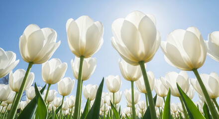 Obraz premium white tulips blooming under clear blue sky