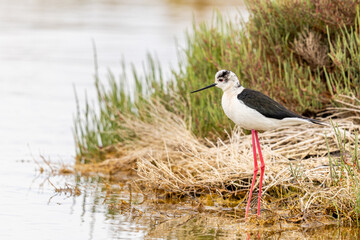 black winged stilt