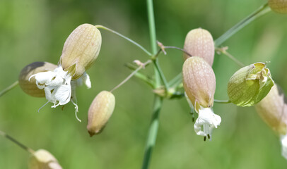 photos of wild plants and flowers