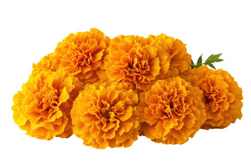 Vibrant Orange Marigolds Floral Bouquet Dark Background isolated on a transparent background
