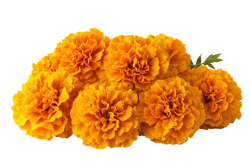 Vibrant Orange Marigolds Floral Bouquet Dark Background isolated on a transparent background