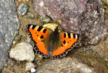 wildlife images. photos of various butterflies.