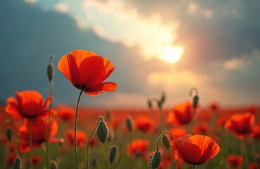 Vibrant poppies bloom under dramatic sky. Red flowers against green grass, sun warm light. Poppy field scenery, evoking peace, beauty. Wild nature wallpaper background photo.