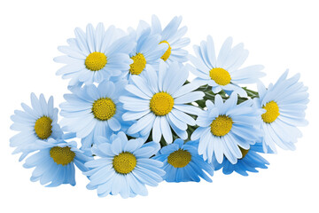 Obraz premium Floral composition of blue daisies isolated on transparent background.
