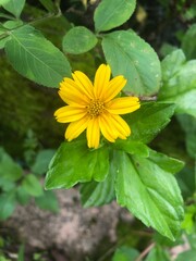 yellow flower in the garden