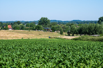 Green leaves of beet plantation on hills at the Flemish countryside in Ternat, Belgium