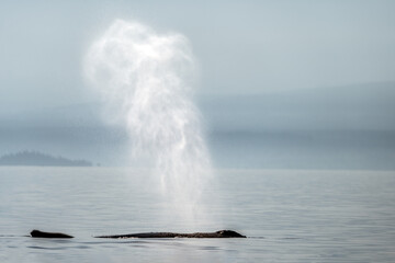 Naklejka premium whale in the water and its fountain