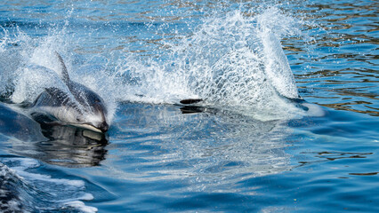 dolphin jumping in water