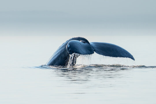 whal in the water