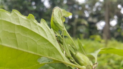Phintella bifurcilinea perched on a leaf. Perfect for documentaries in tropical rainforests and...