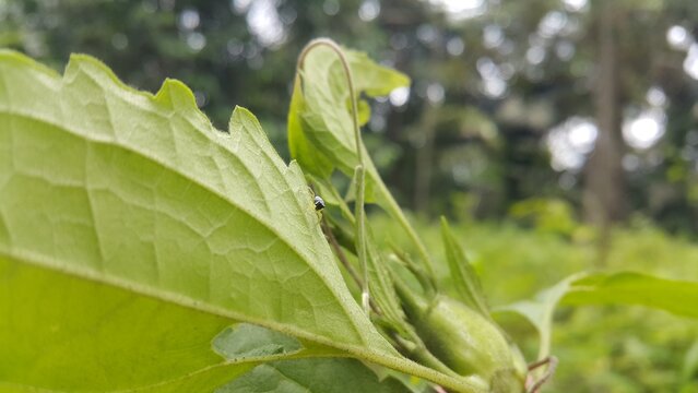 Phintella bifurcilinea perched on a leaf. Perfect for documentaries in tropical rainforests and World Wildlife Conservation Day on December 4th.