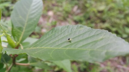 Phintella bifurcilinea perched on a leaf. Shot in jungle. This spider is usually found in China,...