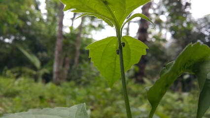 Vanduzea triguttata perched on a plant stem. Shot in the forest. Penthimia americana, Documentary...