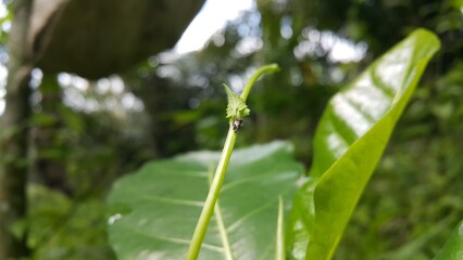 Vanduzea triguttata perched on a plant stem. Documentary on tropical rainforests and World Wildlife Conservation Day on December 4th. Stictocephala diceros, Publilia concava, Cyrtolobus tuberosus.