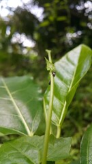 Vanduzea triguttata perched on a plant stem. Shot in the jungle. Penthimia americana, Membracidae insects, Telamona reclivata, Stictocephala diceros, Publilia concava, Cyrtolobus tuberosus.