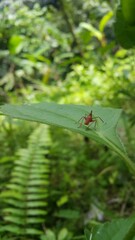 Dictyophara perches on green plants. Shot in the forest. Dictyopharidae, Planthopper Nymph, red treehopper nymph, Pandanus planthopper, Flatidae, Dictyophara nakanonis.