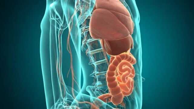 Detailed illustration of the human digestive system