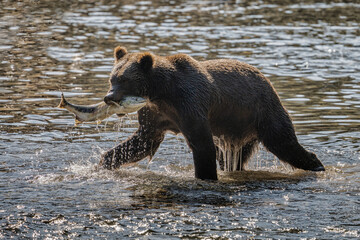 brown bear grizzly walking in the forest