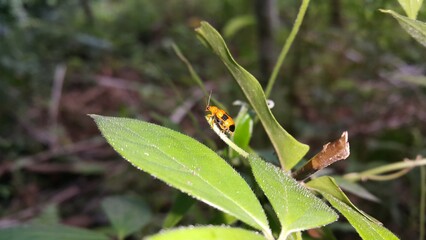 Orchid beetles eat plants.DENDROBIUM BEETLE, STETHOPACHYS FORMOSA. Perfect for documentaries in...