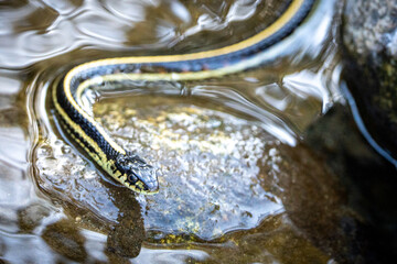 snake in the water