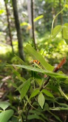 Orchid beetles eat plants. Shot in the forest. ORCHID BEETLE, DENDROBIUM BEETLE, STETHOPACHYS...
