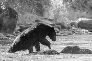 baribal while fishing for salmon in the water