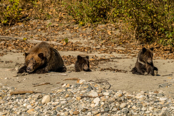 grizzly resting on the beach