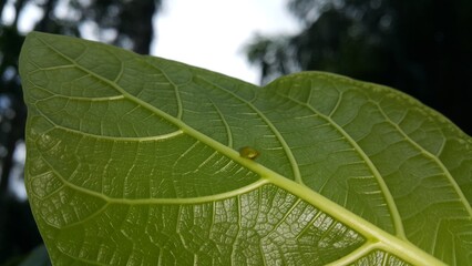 Green Rounded Planthopper perches on a textured plant leaf. Shot in jungle. This odd little planthopper is known from Sumatra and Java (west&central).