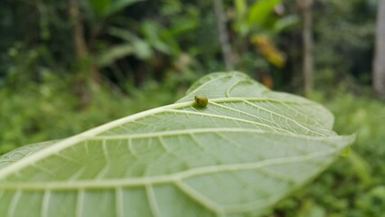 Green Rounded Planthopper perches on a textured plant leaf. Shot in mountain. This odd little planthopper is known from Sumatra and Java (west&central).