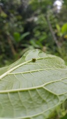 Green Rounded Planthopper perches on a textured plant leaf. Shot in jungle. This odd little planthopper is known from Sumatra and Java (west&central). 
