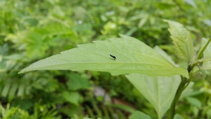 Hermetia illucens, the black soldier fly, is a common and widespread fly of the family Stratiomyidae. Black soldier fly, Chloropidae, Nemotelus pantherinu. Shot in jungle.