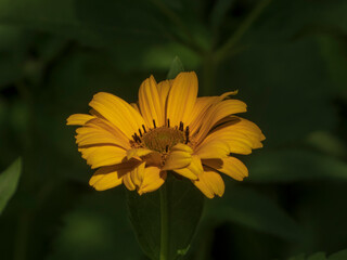 Golden Yellow False Sunflower Bloom Against a Dark Background