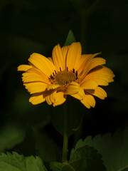 Striking Yellow False Sunflower Illuminated Against Dark Backgroun