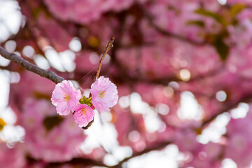 fragrant blossom of sakura in spring. pink nature background. japanese plant adapted for ukraine...