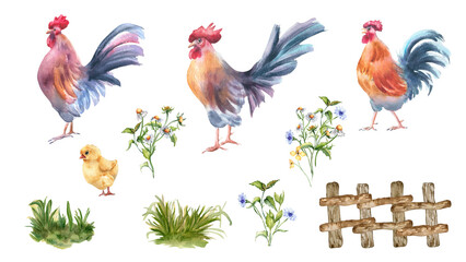 Rustic watercolor clipart set with roosters and wildflowers isolated. Hand painted colorful poultry and meadow blooms, grass, and fence Flowers and village birds for prints, packaging, children books.