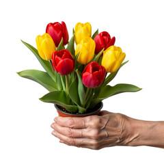 A hand holds a pot of vibrant tulips. The bouquet includes red and yellow flowers with green leaves. The background is transparent, emphasizing the floral arrangement.