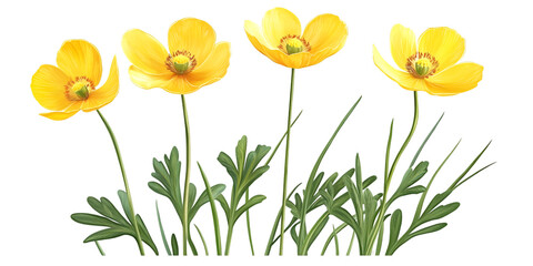 Buttercup Flower with Short Leaves on Transparent Background