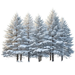 Snow covered pine trees in winter forest outdoor isolated on transparent background.