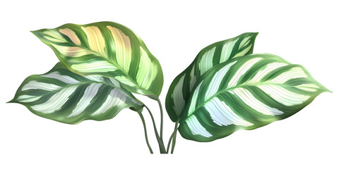 Calathea Plant with Patterned Leaves on Transparent Background