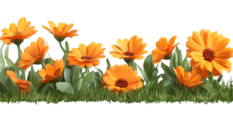 Calendula Flower with Leaf Group on Transparent Background