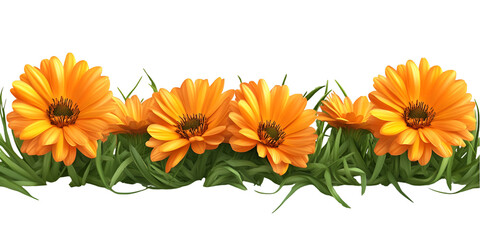 Calendula Flower with Leaf Group on Transparent Background