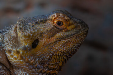 Close up of a Bearded Dragon